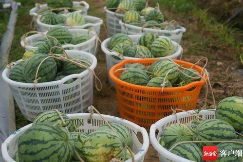 农业学校吃瓜,瓜果飘香，收获满满