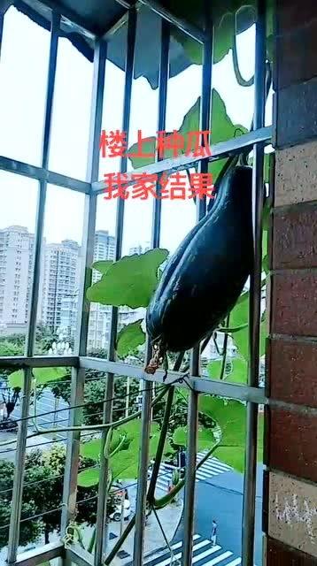 吃瓜栏杆,网络热词背后的文化现象