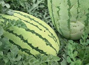 吃瓜还是有样子,有样子还是真性情？