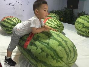 新余吃瓜群众事件