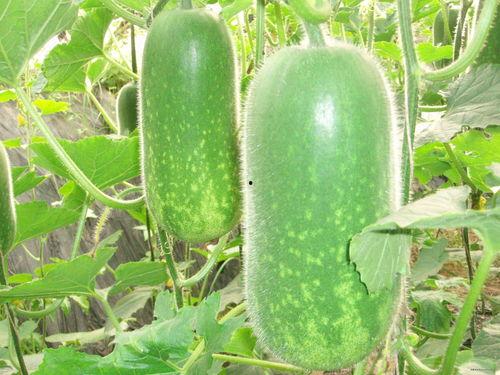 梦见好多好瓜在树上吃瓜,树上瓜果飘香，尽享甜蜜时光