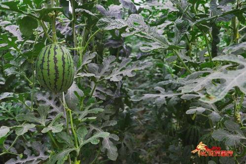 吃丰收瓜害处,揭秘过量食用带来的健康风险