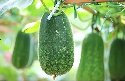 睡觉不如吃瓜,健康生活两不误