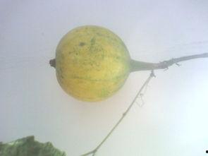 生瓜怎么吃没毒,揭秘无毒食用方法