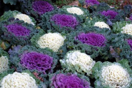 羽衣甘蓝吃瓜博主