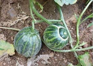 ruby不会飞吃瓜,不会飞却吃瓜的奇妙之旅