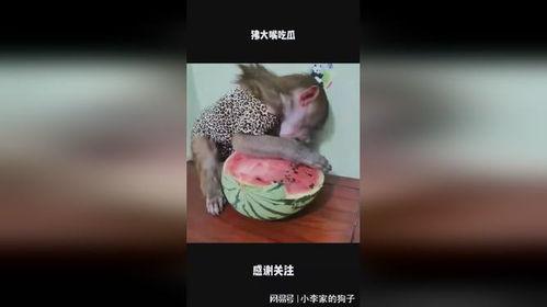 吃瓜大嘴合集,揭秘娱乐圈幕后真相与趣味瞬间