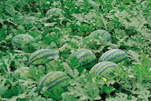 旋风吃瓜图文大全,揭秘娱乐圈那些事儿