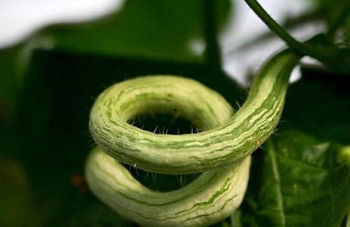 宝宝吃蛇瓜,蛇瓜美食之旅