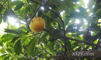 惠州龙溪吃瓜,瓜果飘香，品味田园生活新风尚