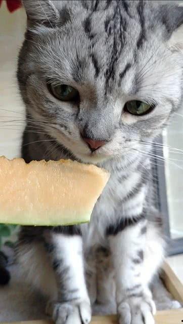 男孩猫咪吃瓜,男孩与猫咪共享夏日瓜果时光