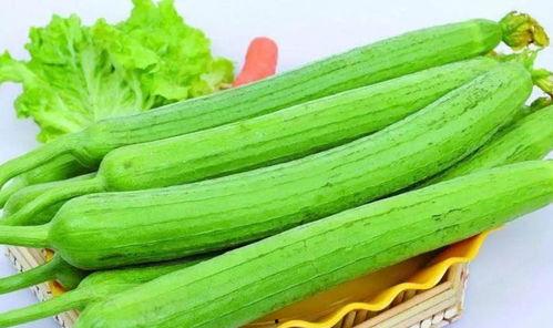 可以天天吃絲瓜