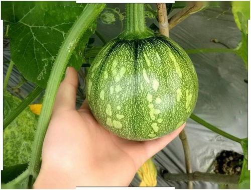 吃小南瓜嫩瓜花