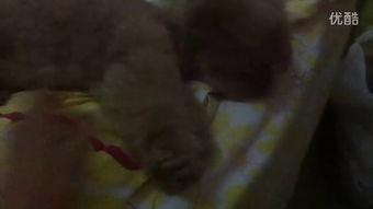 吃瓜视频苗姐,揭秘娱乐圈幕后故事