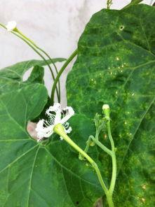 吃瓜的二花